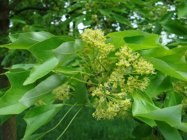 Acer buergerianum fleur